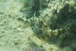 filefish by Erdal Altın 
